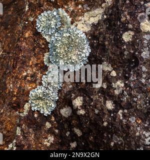 Abstract des Lichen, das auf rostigem Fels-Selektivfokus wächst. Stockfoto