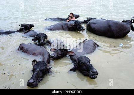 Ein Mann steht mit den Kühen, die im Ganges baden; Varanasi, Indien Stockfoto