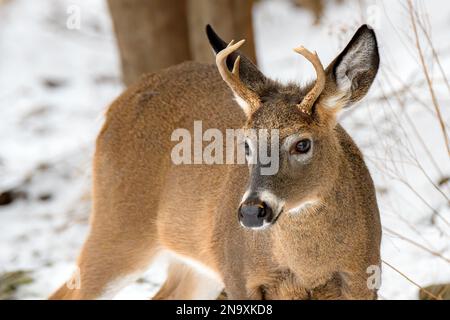 Ein junger Weißwedel-Bock im Winter. Er hat ein kleines Geweih und schaut nach links. Geringe Schärfentiefe. Stockfoto