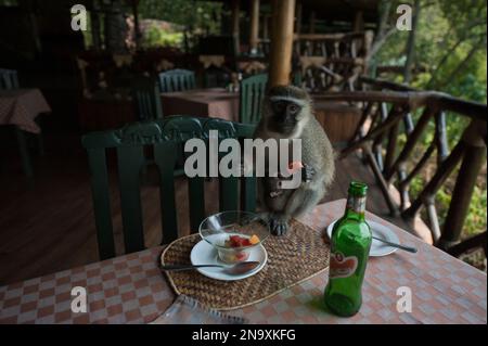 Der Eisbärenaffe mit Baby (Cercopithecus aethiops) stiehlt in der Jacana Lodge im Queen Elizabeth National Park, Uganda, Früchte Stockfoto
