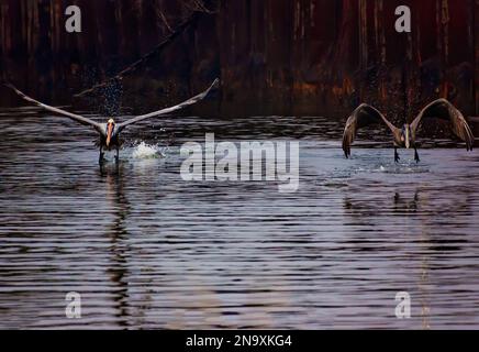 Braune Pelikane tauchen für Beute, 29. Januar 2023, in Bayou La Batre, Alabama. Stockfoto