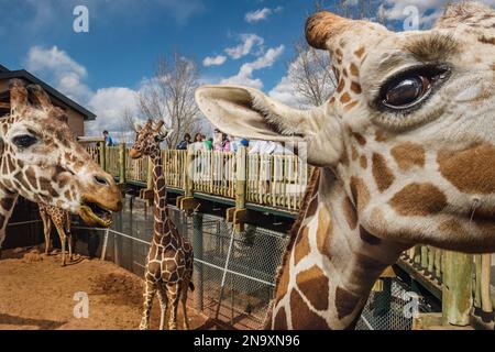 Der Cheyenne Mountain Zoo beherbergt Nordamerikas größte in Gefangenschaft gehaltene Herde von Netzgiraffen (Giraffa camelopardalis reticulata) Stockfoto