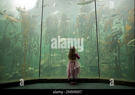 Der junge Besucher steht vor riesigen Seetang in der Ocean Basket Kelp Forest Exhibit im Two Oceans Aquarium in Kapstadt, Südafrika Stockfoto