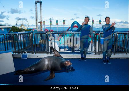 Kalifornische Seelöwen (Zalophus californianus) Show im Ocean Park in Hongkong; Hongkong, China Stockfoto