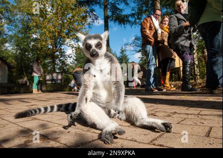 Ringschwanzlemur (Lemur catta) im Apenheul Primate Park, einem Zoo in den Niederlanden, der sich auf Primaten spezialisiert hat, von denen mehrere Arten... Stockfoto