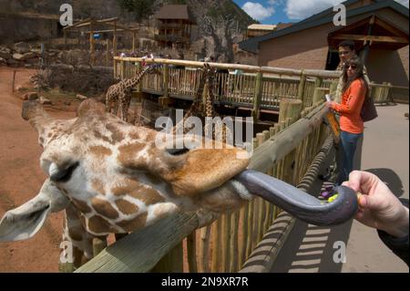 Besucher füttern eine Netzgiraffe (Giraffa camelopardalis reticulata) im Cheyenne Mountain Zoo, Heimat der größten in Gefangenschaft gehaltenen Giraffe in N... Stockfoto