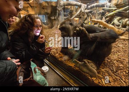 Der Tourist interagiert mit einem westlichen Tieflandgorilla ((Gorilla Gorilla Gorilla) im Hubbard Gorilla Valley im Henry Doorly Zoo von Omaha Stockfoto