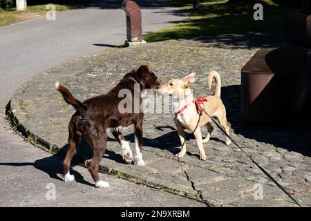 Zwei Hunde treffen sich und schnüffeln sich Stockfoto