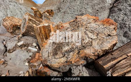 Querschnitt von versteinertem Holz, Blauer Mesa, versteinerter Wald-Nationalpark, AZ Stockfoto