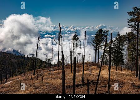 Waldbrandschäden, Mt. Lemmon, Santa Catalina Mountains, Arizona Stockfoto