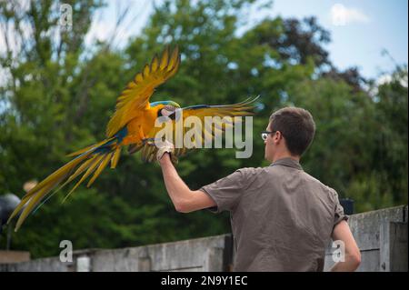 Ein blau-gelber Ara (Ara Ararauna) thront auf der Hand eines Mitarbeiters im Le Parc des Oiseaux, einem Vogelpark in Villars Les Dombes... Stockfoto