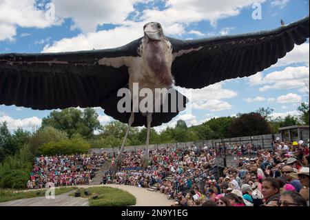 Im Parc des Oiseaux, einem Vogelpark in Villars Les Dombes, Frankreich, fliegt ein Vogel über eine Menschenmenge Stockfoto