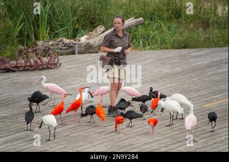 Ein Mitarbeiter ist umgeben von Löffeln, Scharlachibisen und anderen Vögeln im Le Parc des Oiseaux, einem Vogelpark in Villars Les Dombes, ... Stockfoto