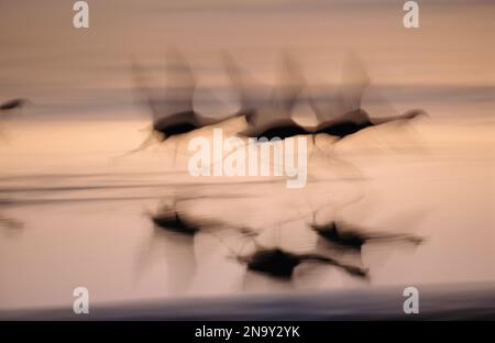 Geschwenkte Sicht auf chilenische Flamingos (Phoenicopterus chilensis), die sich auf den Flug vorbereiten; Atacama-Wüste, Chile Stockfoto