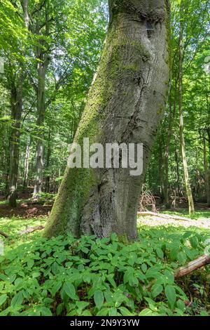 Kurvige Baumstämme im sommerlichen Laubwald Stockfoto