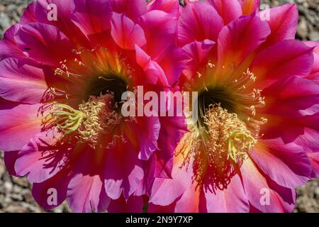 Tricocereus Hybrid – Torch Cactus „Flying Untertasse“ Stockfoto