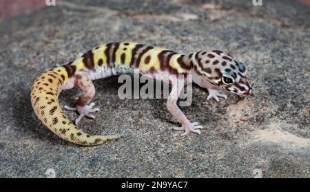 Westlicher Bändiger Gecko, Coleonyx variegatus (männlich) Stockfoto