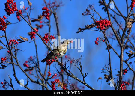 Song drosst Turdus philomelos in einem Edinburgh Garten Stockfoto