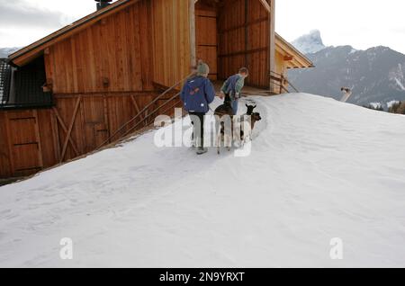 Zwei Brüder bringen Ziegen in die Scheune: La Valle, Südtirol, Italien Stockfoto