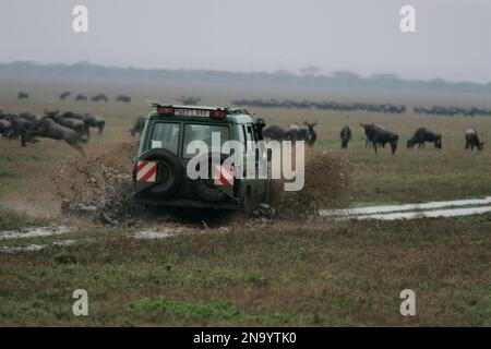 Touristen auf Safari unter weidenden Gnus; Serenera, Tansania Stockfoto