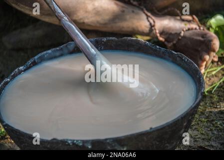Rühren eines mit Sago hergestellten Essens in Karawari, im Sepik-Gebiet von Papua-Neuguinea. Sago ist in Form von Mehl, das normalerweise aus... Stockfoto