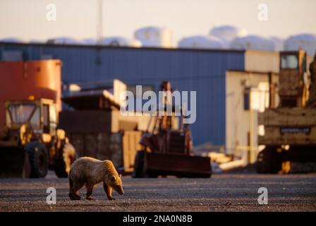 Ein Eisbär (Ursus maritimus) lebt in einem Ölraffineriegebiet in North Slope, Alaska, USA Stockfoto