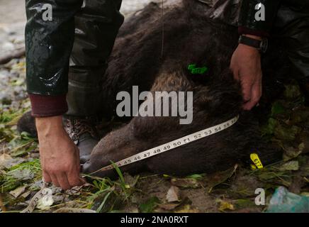 Forscher misst den Kopf des Braunbären, der Daten über Bären sammelt; Alaska, Vereinigte Staaten von Amerika Stockfoto