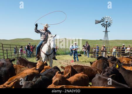 Viehzüchter, die mit Rindern arbeiten; Burwell, Nebraska, Vereinigte Staaten von Amerika Stockfoto