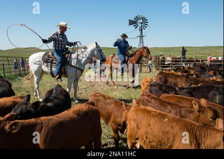 Viehzüchter, die mit Rindern arbeiten; Burwell, Nebraska, Vereinigte Staaten von Amerika Stockfoto