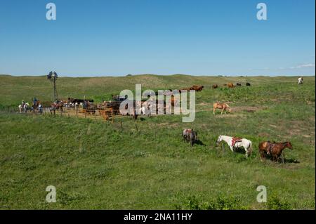 Viehzüchter, die mit Rindern arbeiten; Burwell, Nebraska, Vereinigte Staaten von Amerika Stockfoto