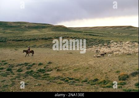 Schafherde auf einer Ranch in Wyoming, USA; Evanston, Wyoming, Vereinigte Staaten von Amerika Stockfoto