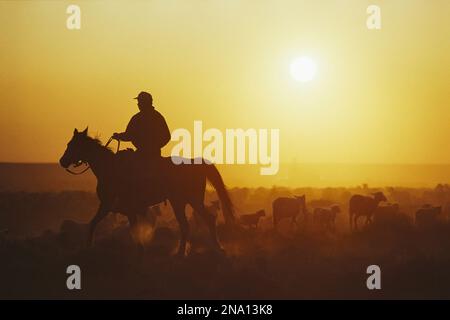 Ein Arbeiter auf der Ranch hält Schafe bei Sonnenuntergang; Lyman, Wyoming, Vereinigte Staaten von Amerika Stockfoto