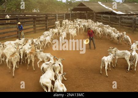 Rinder aus Rindern aus Rindern in einem Stall, Pantanal, Brasilien Stockfoto