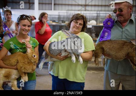 Flämische Riesenhasen (Oryctolagus cuniculus flemish) werden von ihren Besitzern auf der Iowa State Fair gehalten; des Moines, Iowa, USA Stockfoto