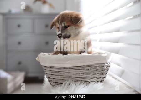Süßes Akita Inu Hündchen in Korb in der Nähe des Fensters im Haus Stockfoto