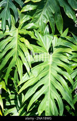 Nahaufnahme eines tropischen Blattmakros Philodendron Monstera als Hintergrund in Mexiko Stockfoto