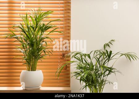 Exotische Hauspflanzen in der Nähe des Fensters im Zimmer Stockfoto