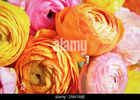 Wunderschöne frische Ranunkulusblüten als Hintergrund, Nahaufnahme Stockfoto