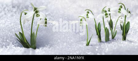 Wunderschöne, zarte Schneeglöckchen im Frühling, die durch Schnee wachsen. Bannerdesign Stockfoto