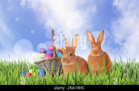 Süße Häschen und Korb mit bunten Ostereiern auf grünem Gras im Freien Stockfoto