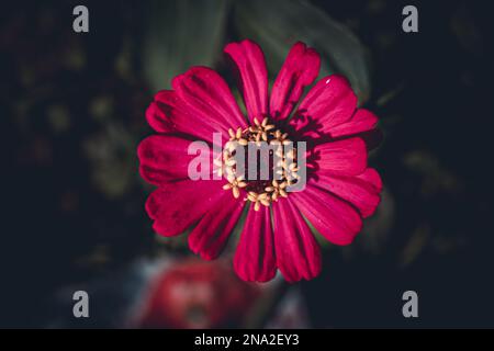Rosa Zinnia-Blume, Zinnia-Pflanze im Garten, selektiver Fokus, unscharfer Hintergrund Stockfoto