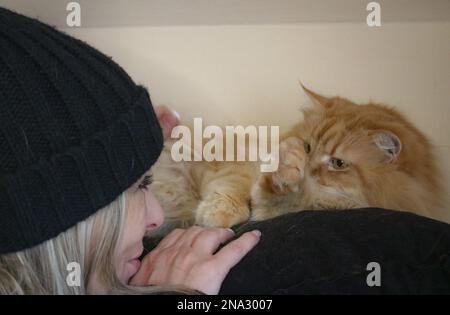 Ingwer, flauschige Katze Stockfoto