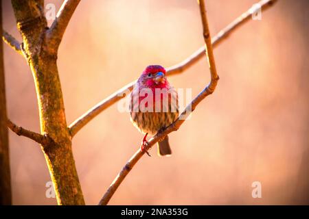 Ein männlicher Hausfink schaut auf das Kameragesicht von seinem Sitz auf einem winzigen Zweig. Der Hintergrund ist warm mit einem roten Gips. Aufgenommen in Muscatatuck NWR. Stockfoto