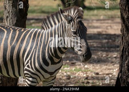 Zebra mit deutlich sichtbaren Streifen im Zoo Stockfoto