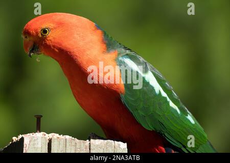Australian King Parrot farbenfroh mit rotem Körper und grünen Flügeln Stockfoto