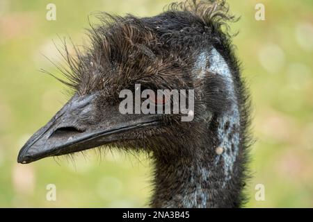Zoom Foto von Emu Kopf des australischen Straußes Stockfoto