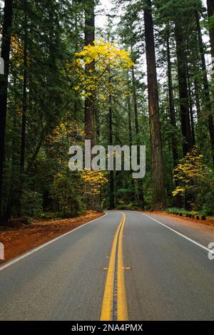 Straße durch die kalifornischen Redwoods Stockfoto
