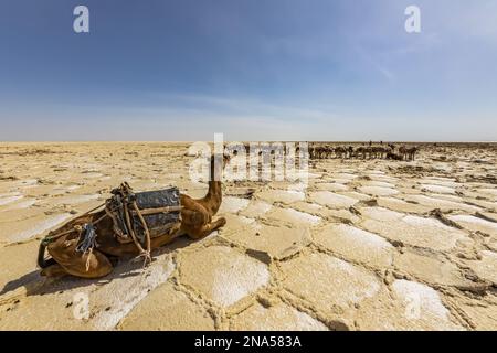 Kamele in den Salzebenen des Lake Karum (Lake Assale), Danakil Depression; Afar Region, Äthiopien Stockfoto