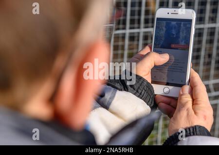 PRODUKTION - 09. Februar 2023, Sachsen-Anhalt, Schönebeck: Kerstin Kauert vom Tierschutzverband Schönebeck betrachtet das Profil des deutschen Hirtenmischers "Tommy" in der App "Findus". Die App für die Suche nach Unterkünften wurde von einem Team von Wissenschaftlern und Studenten der Otto von Guericke Universität Magdeburg entwickelt. Es funktioniert nach dem Prinzip der Dating-App Tinder. Das Dating-Prinzip, das oft als zu oberflächlich kritisiert wird, ist somit eindeutig ein Vorteil für die Tiermediation. Also vielleicht Tommy, der wegen der Umstände in das Tierheim Schönebeck kam, Stockfoto