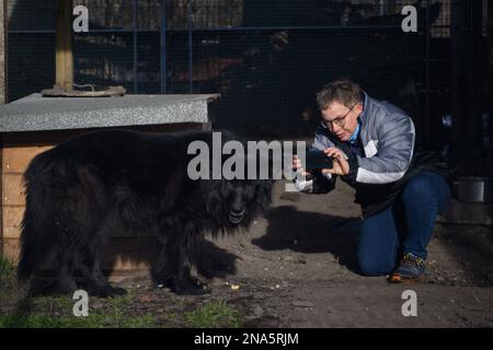 PRODUKTION - 09. Februar 2023, Sachsen-Anhalt, Schönebeck: Kerstin Kauert vom Tierschutzverband Schönebeck macht ein Foto von deutschem Schäfermischung "Tommy" in ihrem Heim. Sie möchte das Foto in die „Findus“-App hochladen. Die App für die Suche nach Unterkünften wurde von einem Team von Wissenschaftlern und Studenten der Otto von Guericke Universität Magdeburg entwickelt. Es funktioniert nach dem Prinzip der Dating-App Tinder. Das Dating-Prinzip, das oft als zu oberflächlich kritisiert wird, ist somit eindeutig ein Vorteil für die Tiermediation. Vielleicht Tommy, der zum Schönebeck-Tier kam Stockfoto